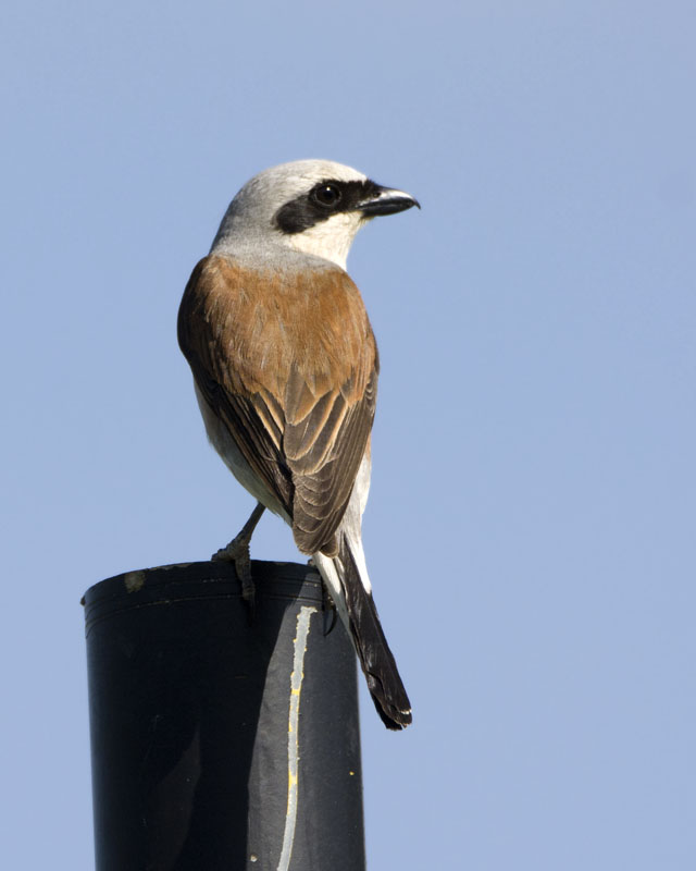 Averla piccola - Lanius collurio